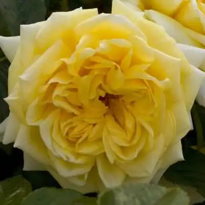 Comanda trandafiri online - Galben - trandafir acoperitor - trandafir cu parfum intens - Rosa Produs nou - Alain Meilland - ,-